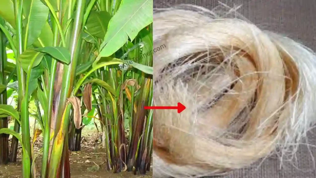 Abaca plant to fiber