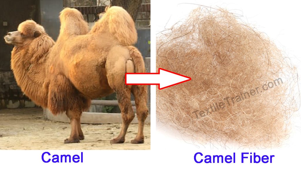 camel wool fiber
