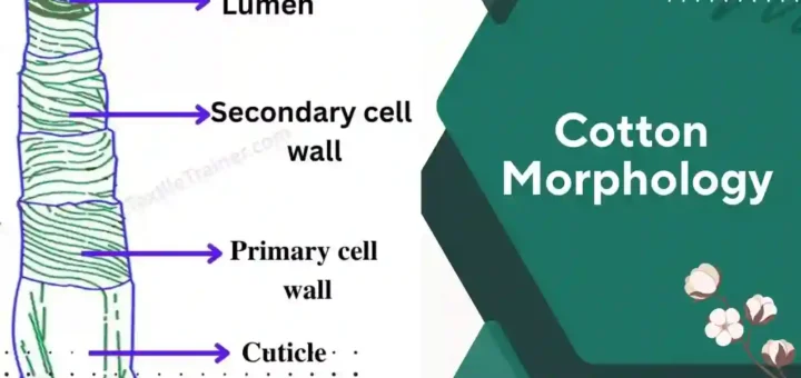 Cotton Morphology