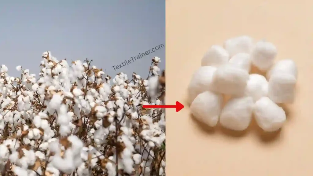 Cotton plant to fiber