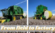 Cotton Processing from Field to Factory/ Cultivation and Harvesting Process of Cotton is Described in Easy Way