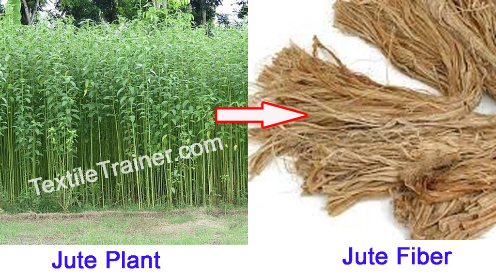 Jute fiber and jute fiber
