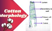 Cotton morphology
