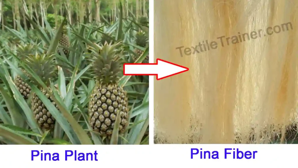 Pina plant to fiber