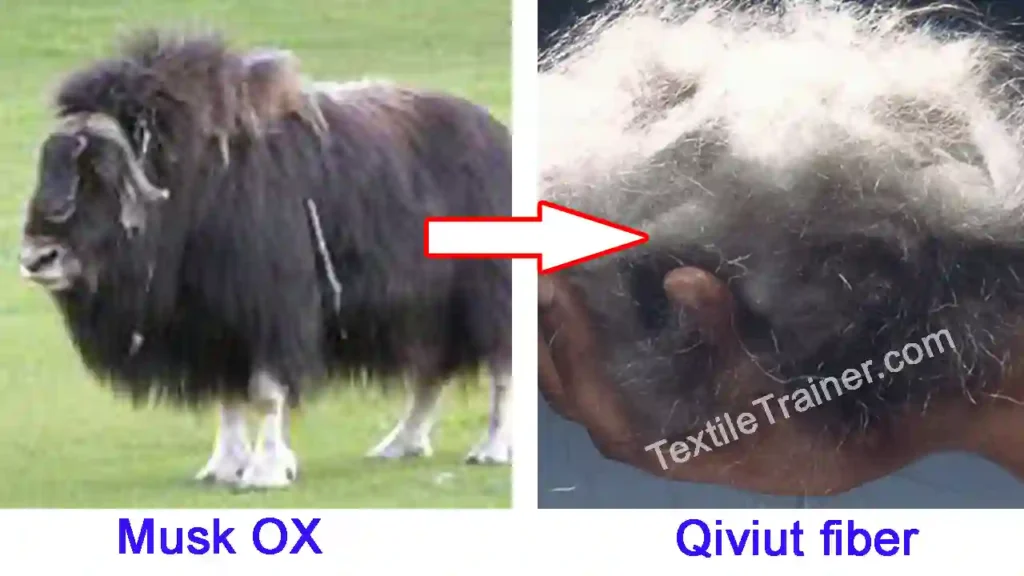 Qiviut fiber