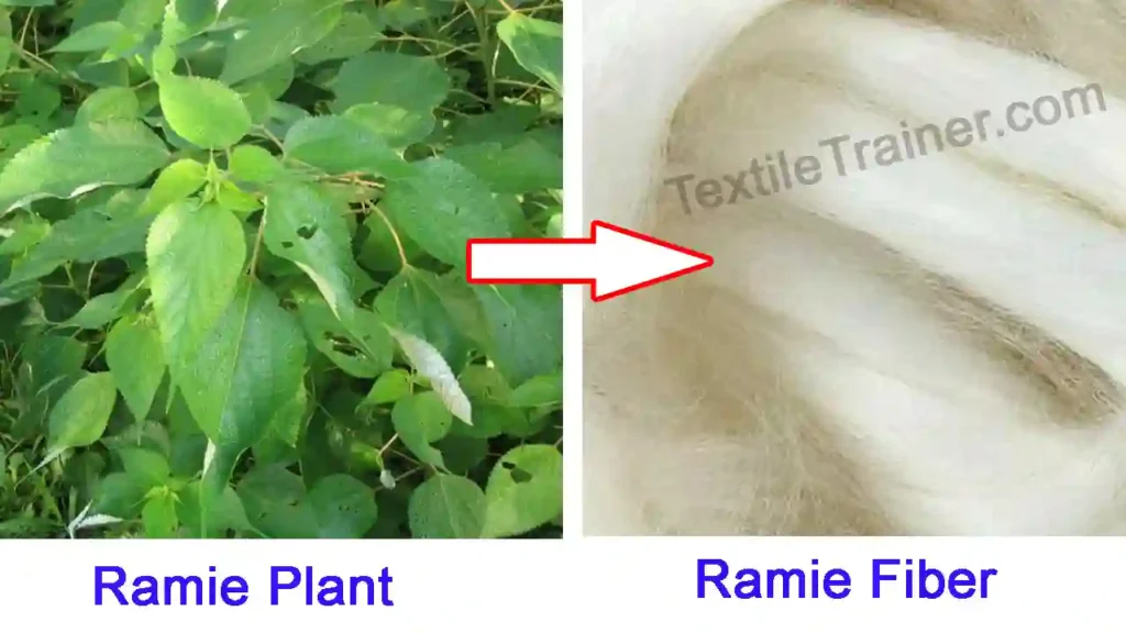 Ramie plant to fiber