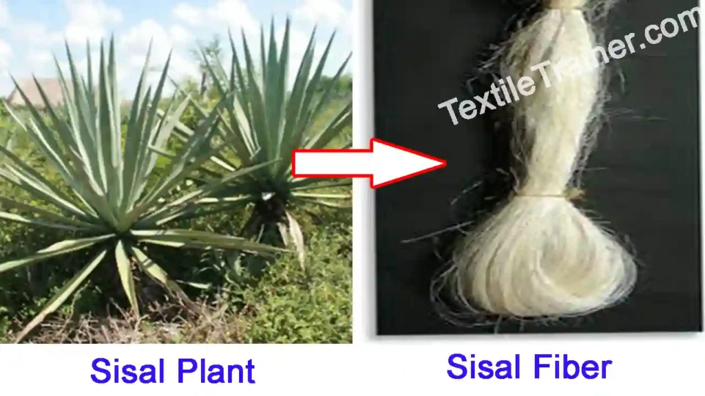 Sisal pant to fiber
