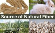 Source of natural fiber
