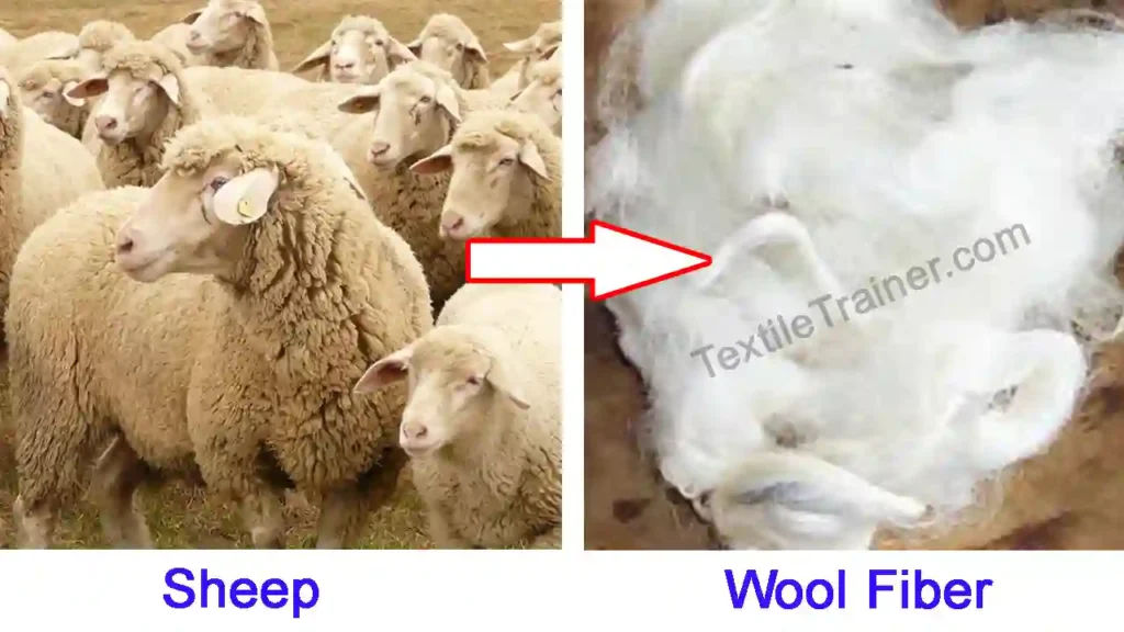 Wool fiber