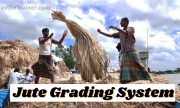 What is Jute Grading? Jute Grading System is Described in Easy way