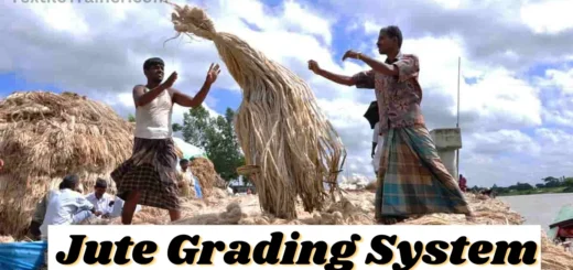 Jute grading system