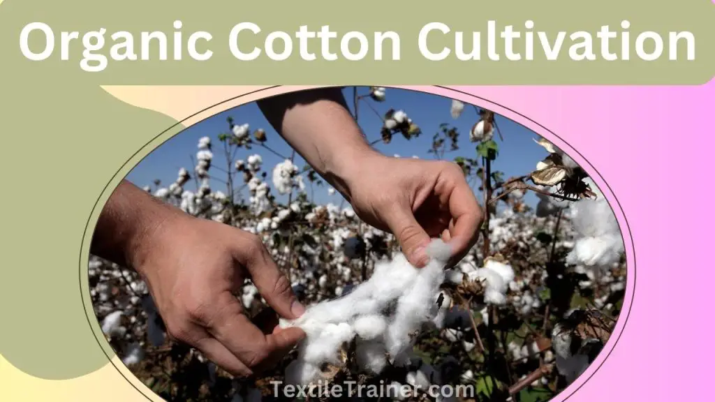 An Overview of Organic Cotton Cultivation on a Step by Step Easy way ...