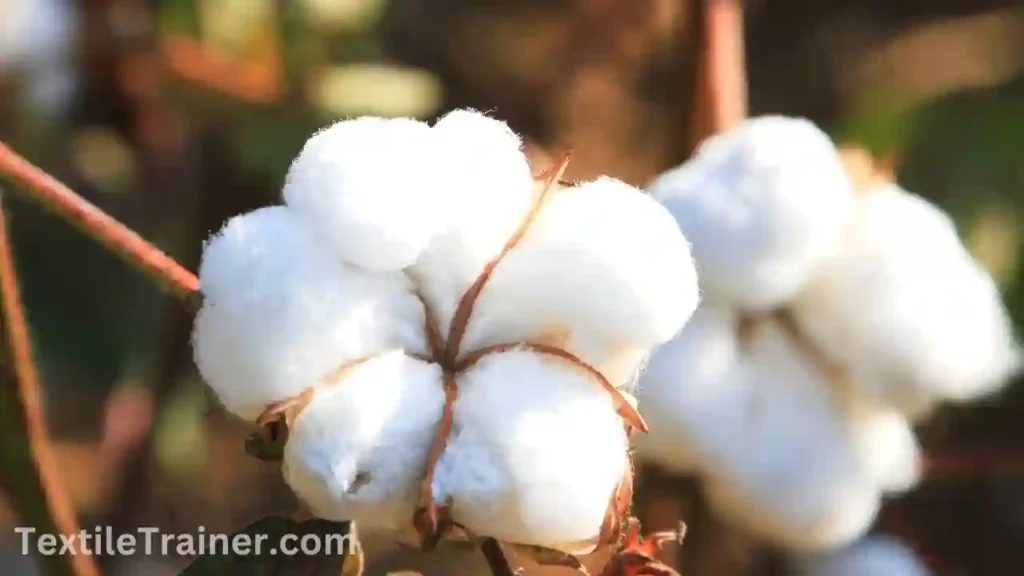 Cotton fiber
