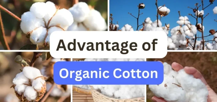 advantage of organic cotton