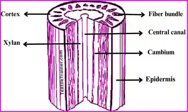 Anatomy of jute fiber