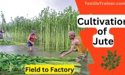 Cultivation of Jute fiber