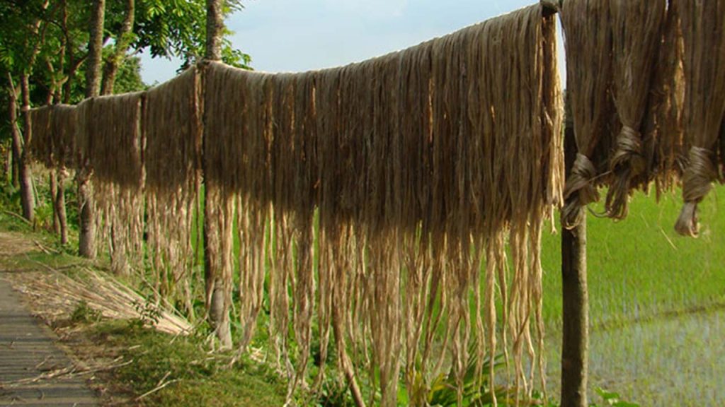 Jute Drying