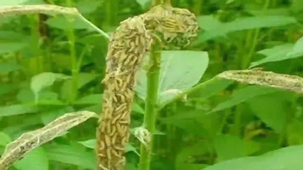 Insect on leaf