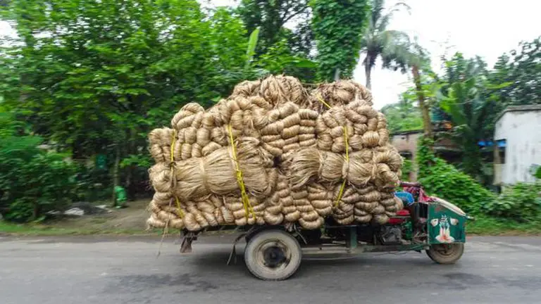 From Field To Golden Fiber A Comprehensive Guide To Successful Cultivation Of Jute Fiber