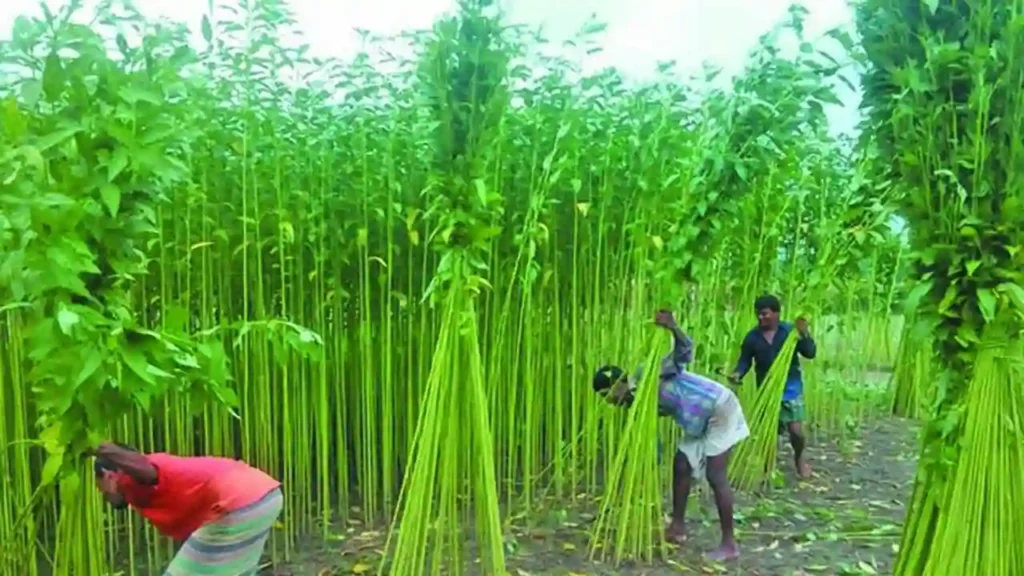 Jute harvesting
