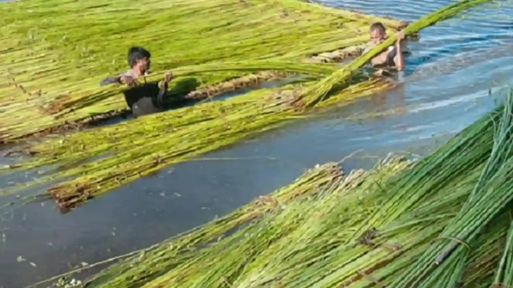 Jute retting process