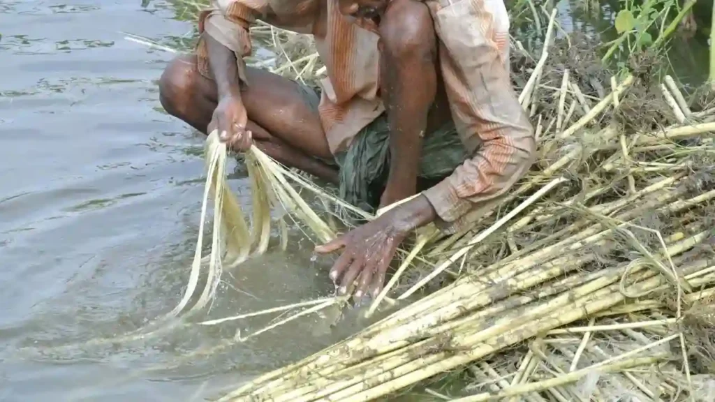 Jute stripping process
