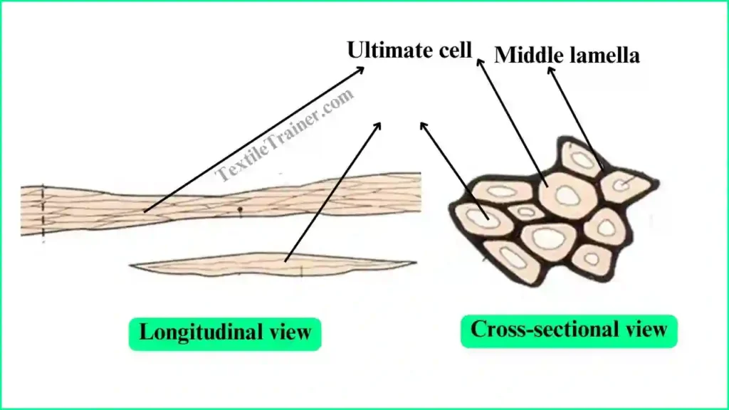Longitudinal and cross sectional view of jute fiber