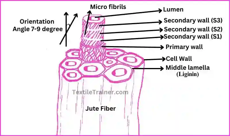 Macro and Micro structure of jute