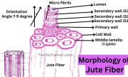Morphology of Jute Fiber