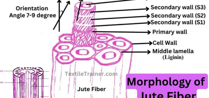 Morphology of Jute Fiber