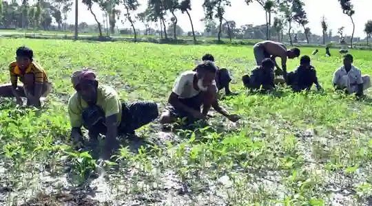 weed control