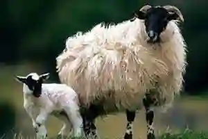 Blackface EWE class two wool