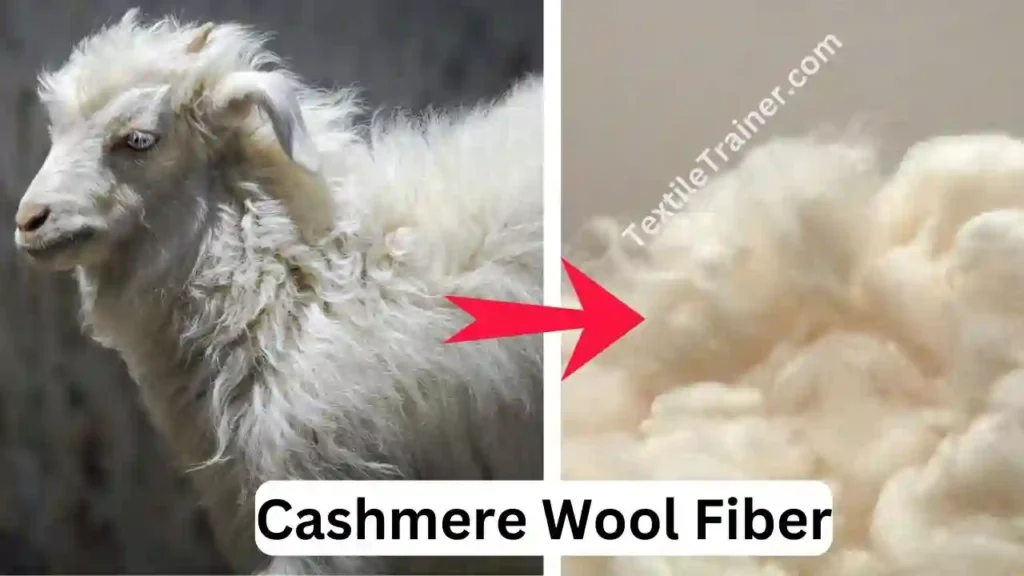 Cashmere Wool Fiber