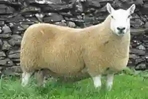 Cheviot ram
