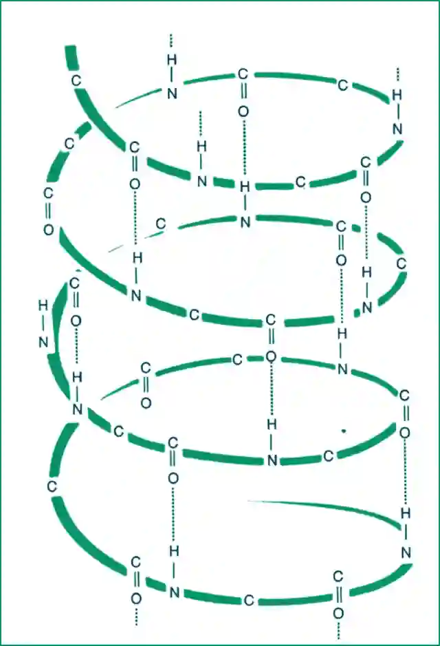 Helical structure of wool
