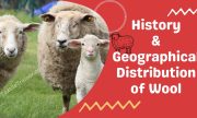 History of wool