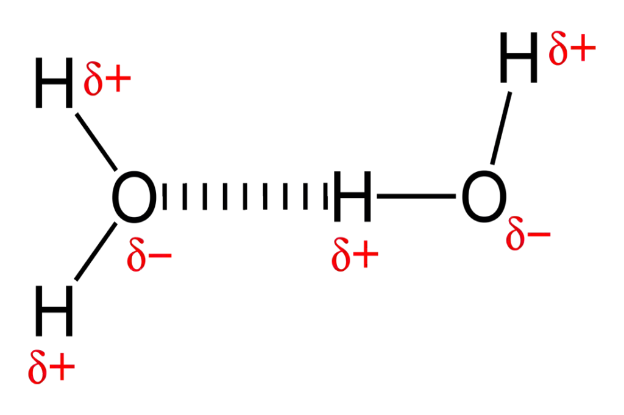 Hydrogen bond of water