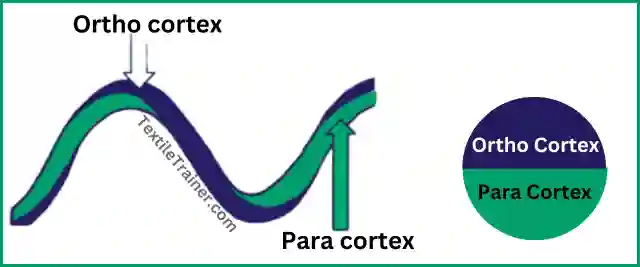Macro structure of wool