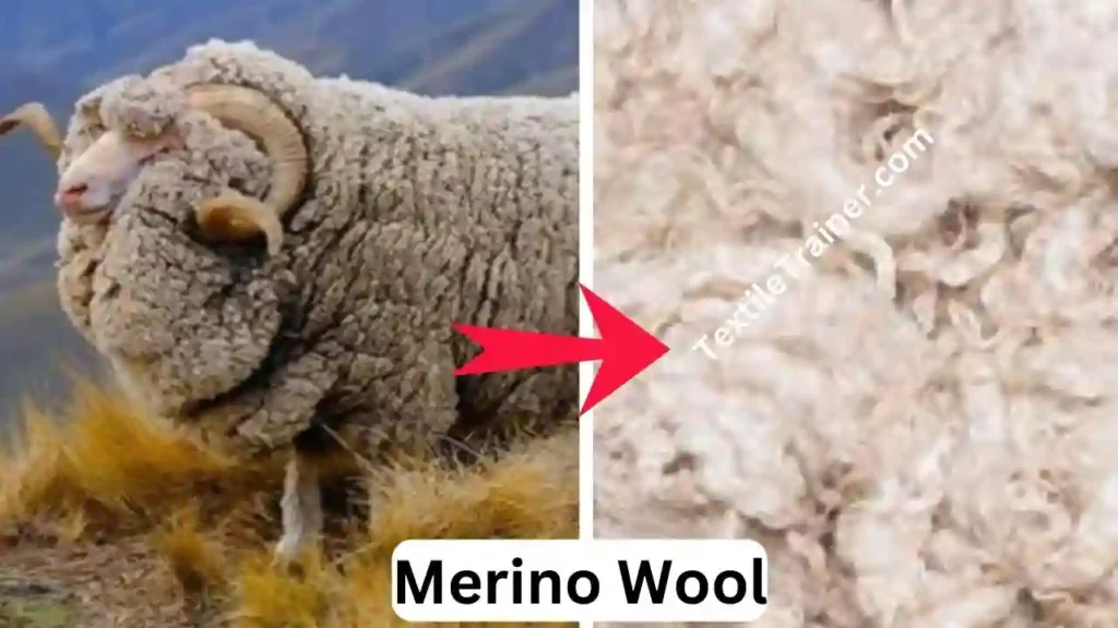 Merino Wool
