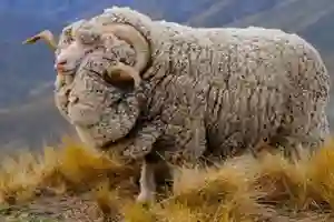 Merino wool 
