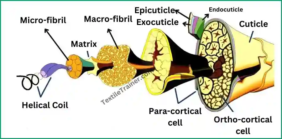 Micro structure of wool fiber