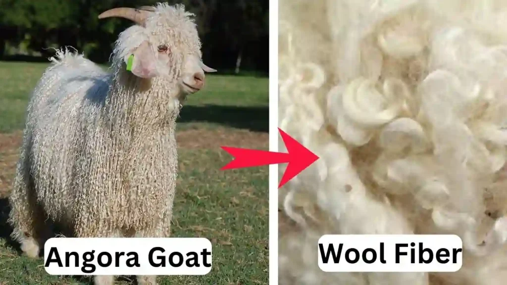 Mohair wool fiber