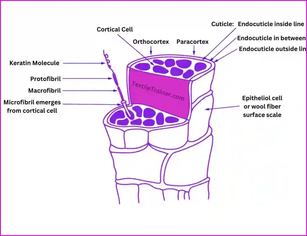 Physical structure of wool