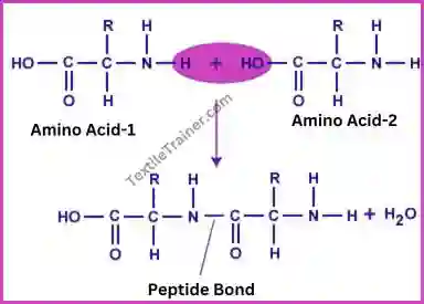 Polypeptide bond for wool fiber