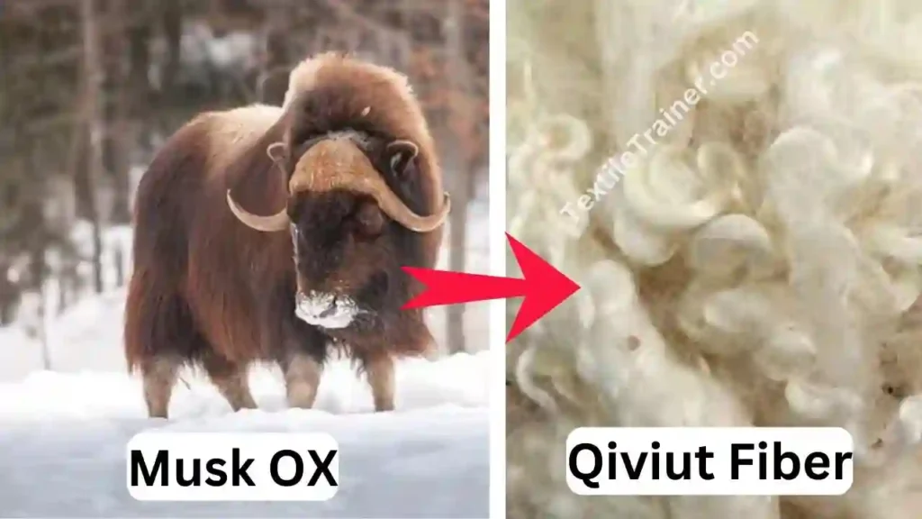 Qiviut fiber