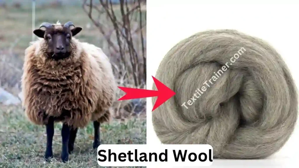 Shetland Wool