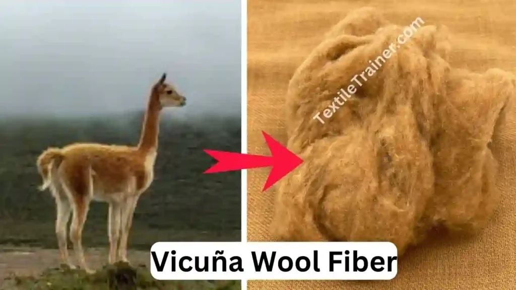 Vicuna Wool Fiber