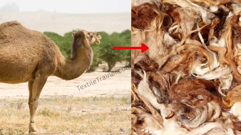 camel wool fiber