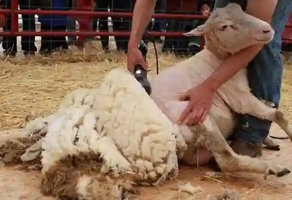 wool shearing process