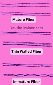 Fiber Maturity under microscope